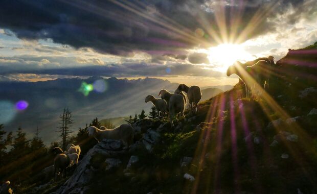 Cuando el alma necesita un Pastor
