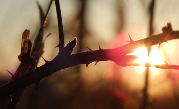 Gratitud en medio del sufrimiento: el ejemplo de Jesús y Pablo